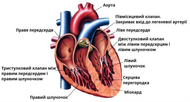 будова серця підписи.jpg