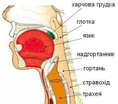 Глотка Внутрішня та зовнішня будова глотки Функції Ковтання Процеси під час ковтання Регуляція нервовою системою акту ковтання » Допомога учням