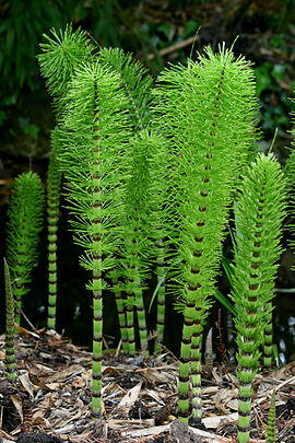 0501cyrj-ee43-270x405.jpg