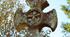 Презентація В. Стефаник. "Камінний хрест"