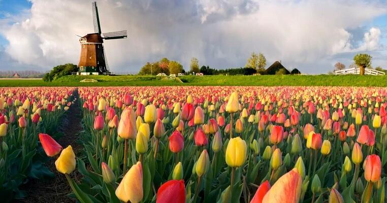 Тиждень 14: Країна тюльпанів - Нідерланди | . Я досліджую світ