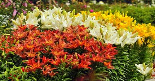0501hsic-73b9-500x262.jpg