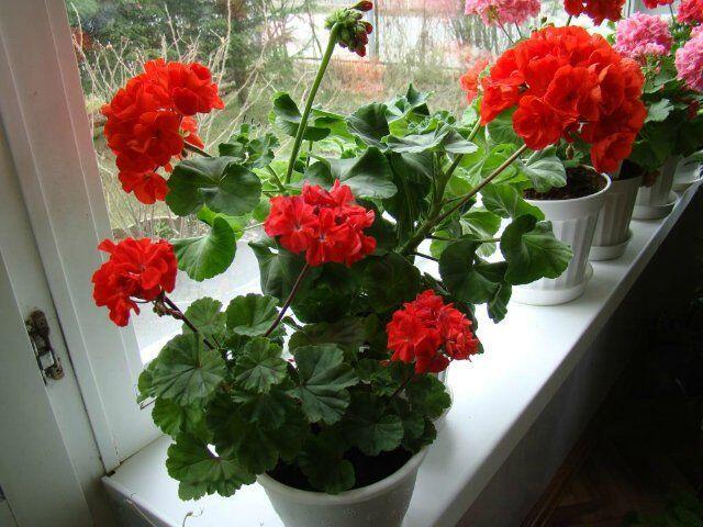 0501hsls-bd57-640x480.jpg