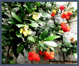 0501htt7-2ade-265x223.png