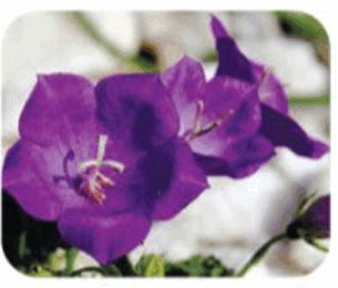 0501i006-70f6-305x260.png