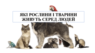 Презентація на тему "Які рослини і тварини живуть серед людей" 6 кл НУШ