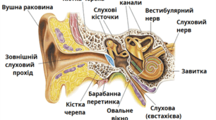 Захворювання органів слуху