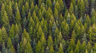 День вічнозеленого дерева