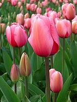 0501ic6g-a5d8-150x200.jpg
