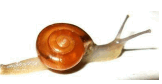 0501ie0g-393b-162x84.png