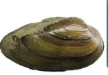 0501ie0z-6cec-157x110.png