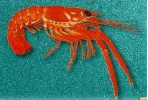 0501ie3n-18f8-148x100.png