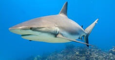 Great White Sharks: Diet, Behaviour, And Conservation│IFAW