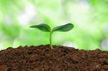 Healthy Soil and How to Make It