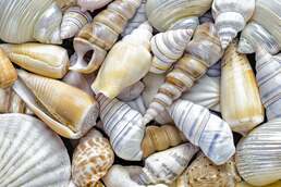 How are seashells created? Or any other shell, such as a snail's or a turtle's? | Scientific American