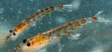 0501imj1-8b56-226x105.png