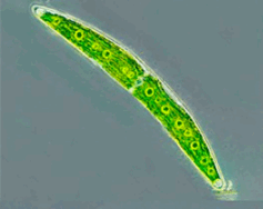 0501imj5-d500-237x188.png