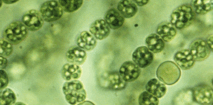 0501imjl-6075-213x105.png