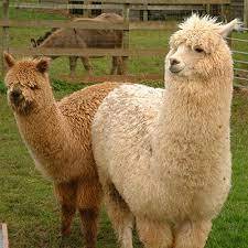 Альпака (Alpaca)