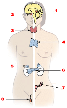 0501j5s8-b248-227x366.png