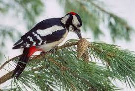 дятел, птицы, зима, природа | Bird illustration, Beautiful birds, Birds