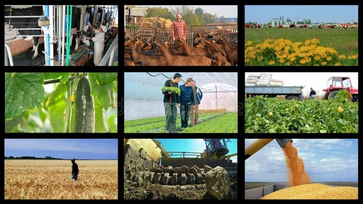Veterinario Doctor E Agricoltore Nel Granaio Del Maiale Fotografia Stock - Immagine di apparecchiatura, commercio: 102592854