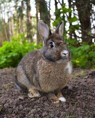 Rabbit - Wikipedia