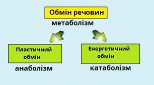 Узагальнення знань з теми «Обмін речовин і перетворення енергії»