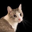 Domestic cat