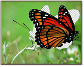 0501j927-4d78-172x137.png