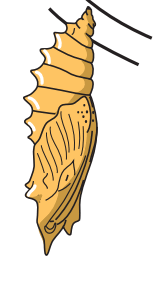 0501jcby-c563-158x281.png