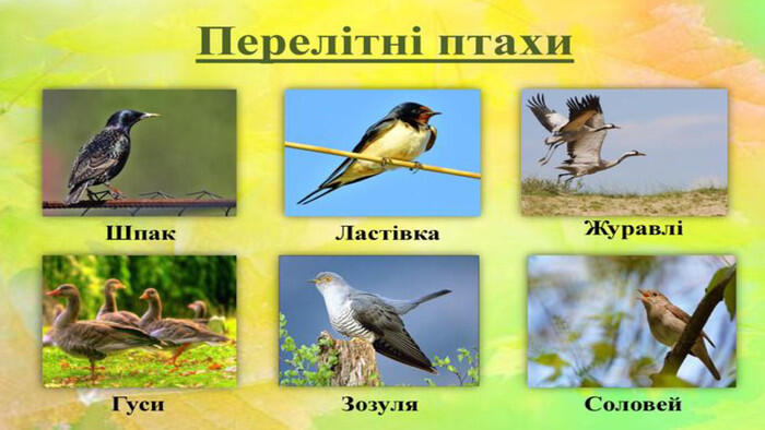 Перелітні птахи" Презентація