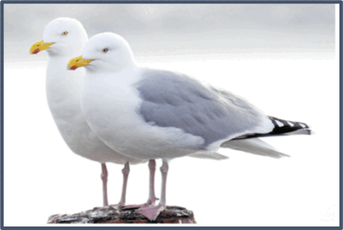 0501qt3z-7e7b-486x326.png