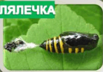 0501rfqa-bc42-148x104.png