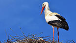0501rh1p-7e00-155x89.jpg