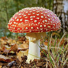 0501rh5p-b4f6-141x141.jpg