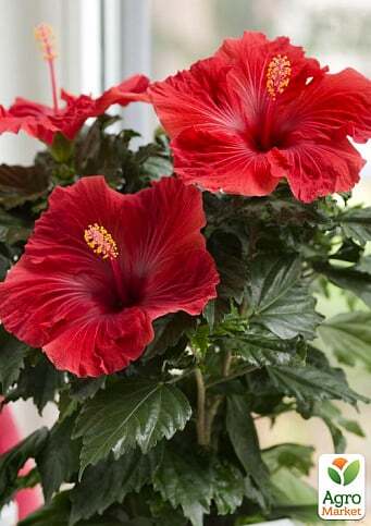 0501rhqw-cc18-341x483.jpg