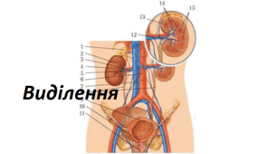 Виділення. Узагальнення.