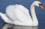 0501rkr1-c43b-153x98.png