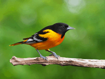 Silent Skies: Billions of North American Birds Have Vanished | Scientific American