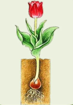 0501rqy9-a67e-245x351.png