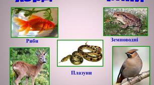 Тип хордові. 