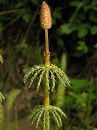 Хвощ лесной (Equisetum sylvaticum L.)