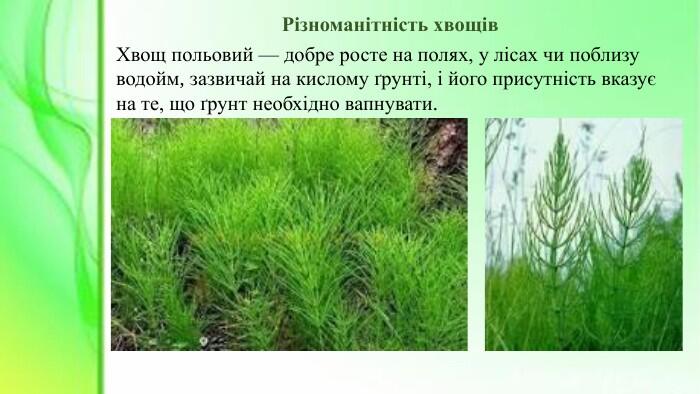 Презентація до уроку біології в 6 класі «Хвощі»