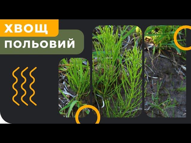 Хвощ польовий - як боротись? - YouTube