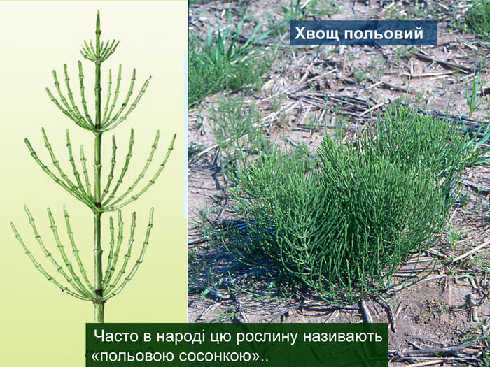 Презентація «Хвощеподіні» 6 клас