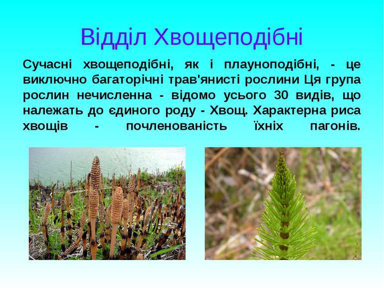 Плауноподібні та хвощеподібні - презентація з біології