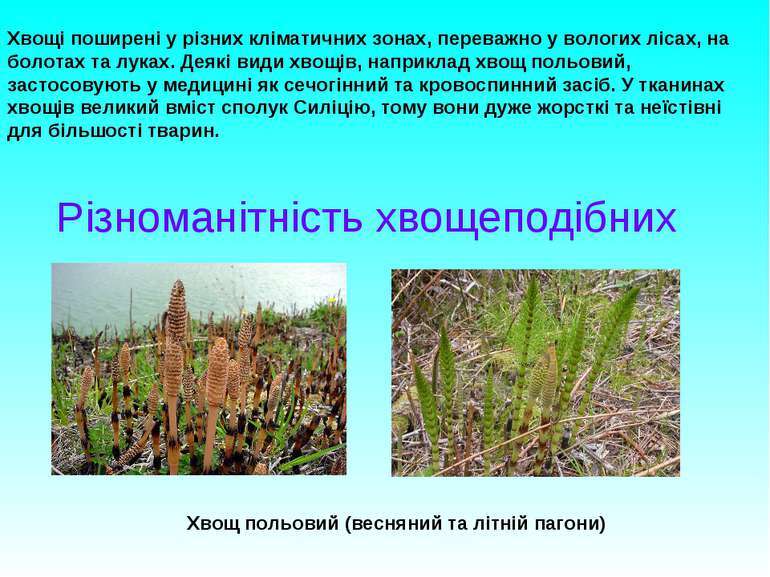 Плауноподібні та хвощеподібні - презентація з біології
