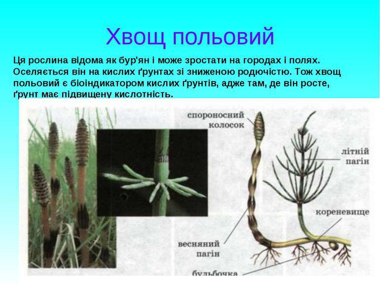 Плауноподібні та хвощеподібні - презентація з біології
