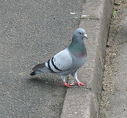 Columba_livia.jpg